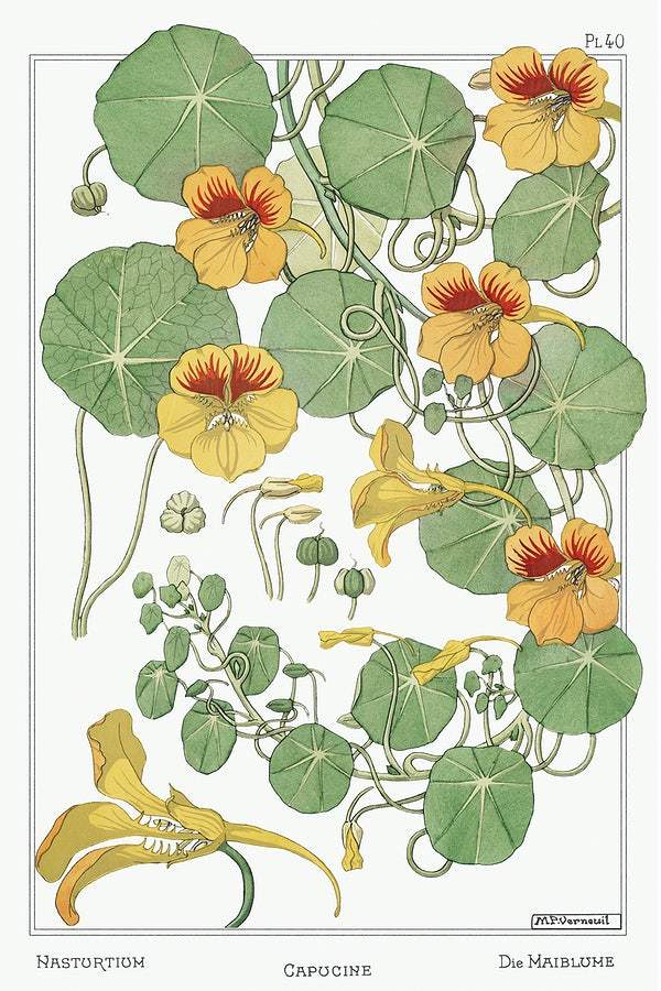 Nasturtiums (1896) illustrated by Maurice Pillard Verneuil