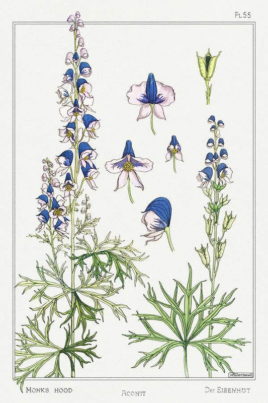 Aconite (monkshood) (1896) illustrated by Maurice Pillard Verneuil