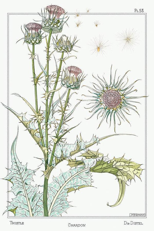 Chardon (thistle) (1896) illustrated by Maurice Pillard Verneuil