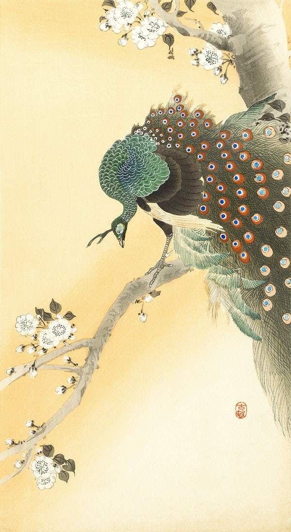 Peacock on a cherry blossom tree (1900-1930) by Ohara Koson