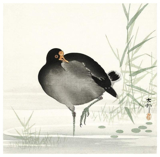 Moorhen (1900 - 1930) by Ohara Koson