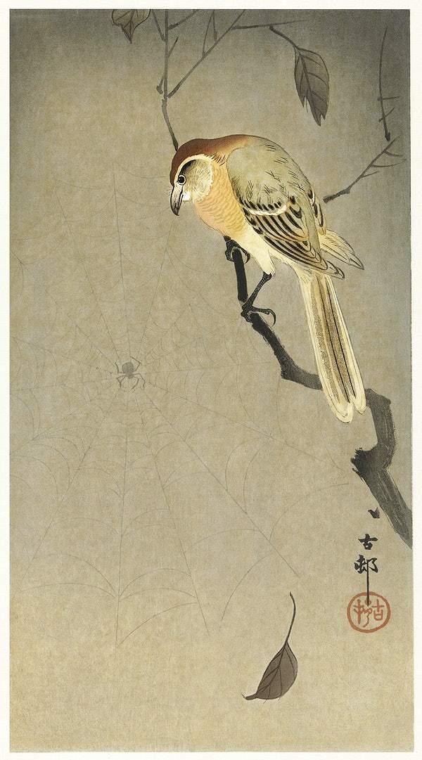 Buffalo wing shrike and spider (1900 - 1930) by Ohara Koson