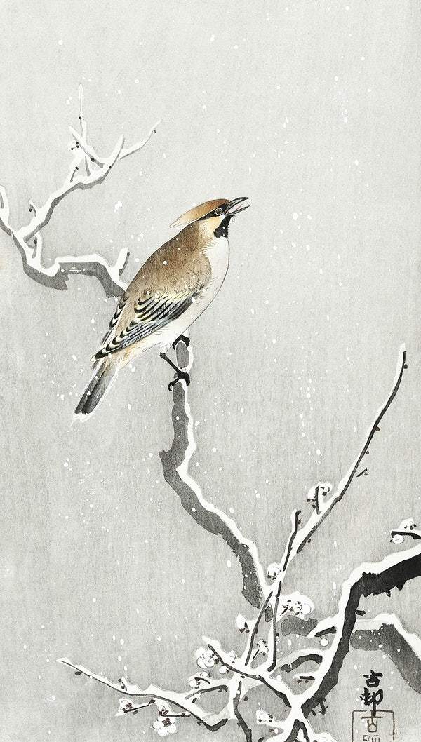 Bohemian bird on snowy branch (1900 - 1930) by Ohara Koson