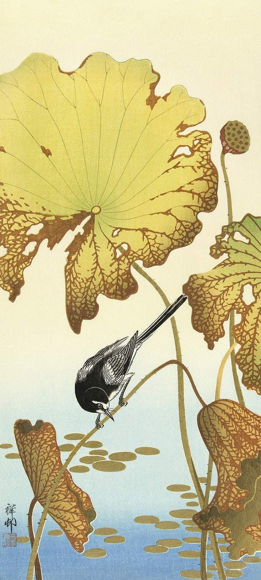 Japanese wagtail on lotus plant (1925 - 1936) by Ohara Koson