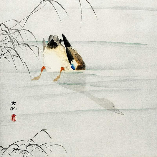 Mallard, the head under water (1900 - 1930) by Ohara Koson