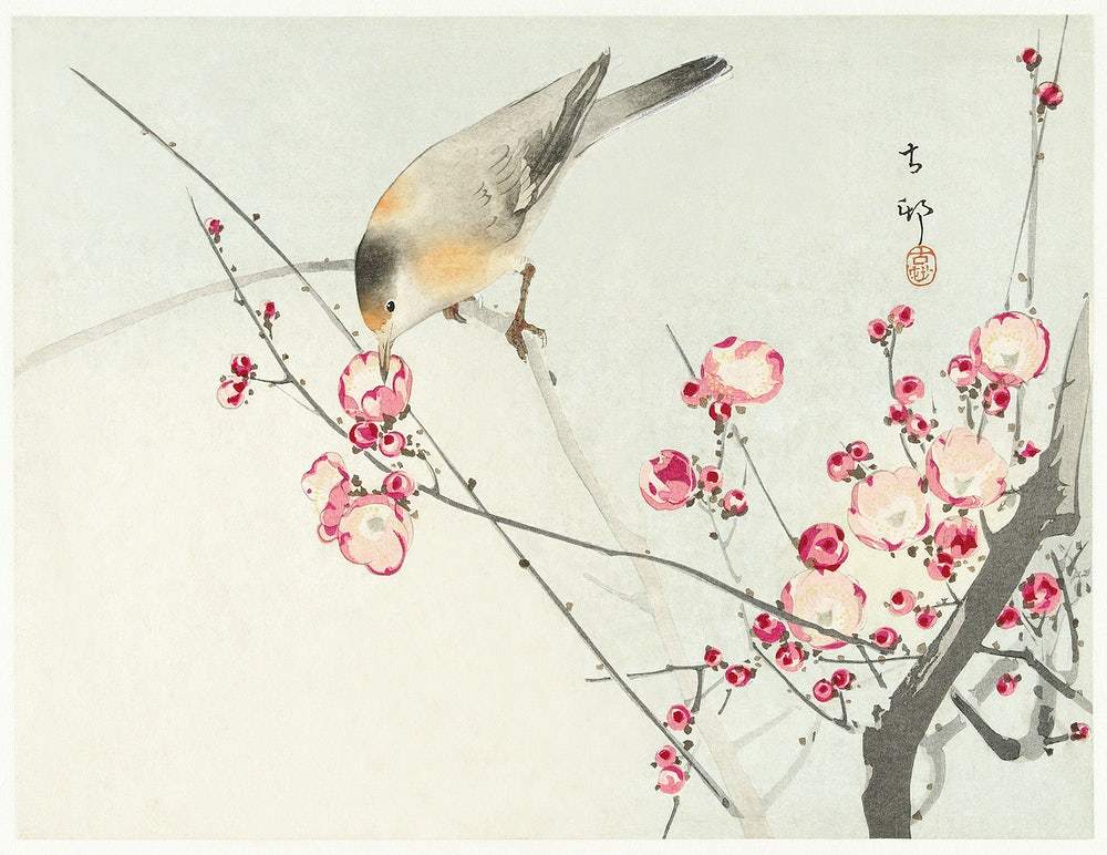 Songbird on blossom branch (1900 - 1936) by Ohara Koson