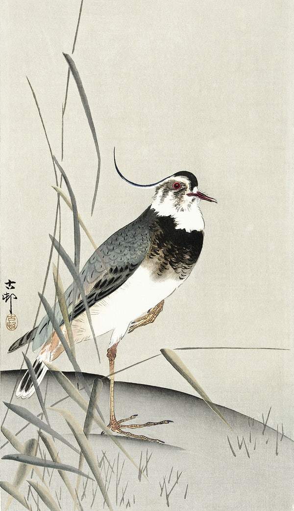 Lapwing and reed, Ohara Koson (1900 - 1930) by Ohara Koson