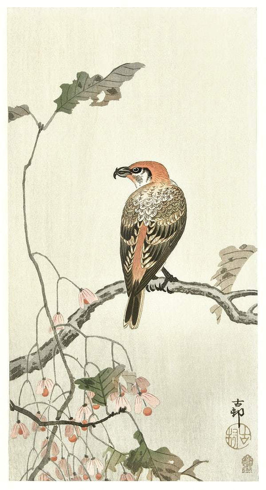 Crossbill on tree branch (1900 - 1910) by Ohara Koson