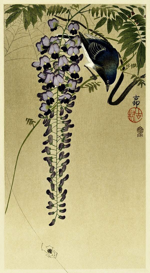 A Flycatcher at wisteria (1900 - 1910) by Ohara Koson