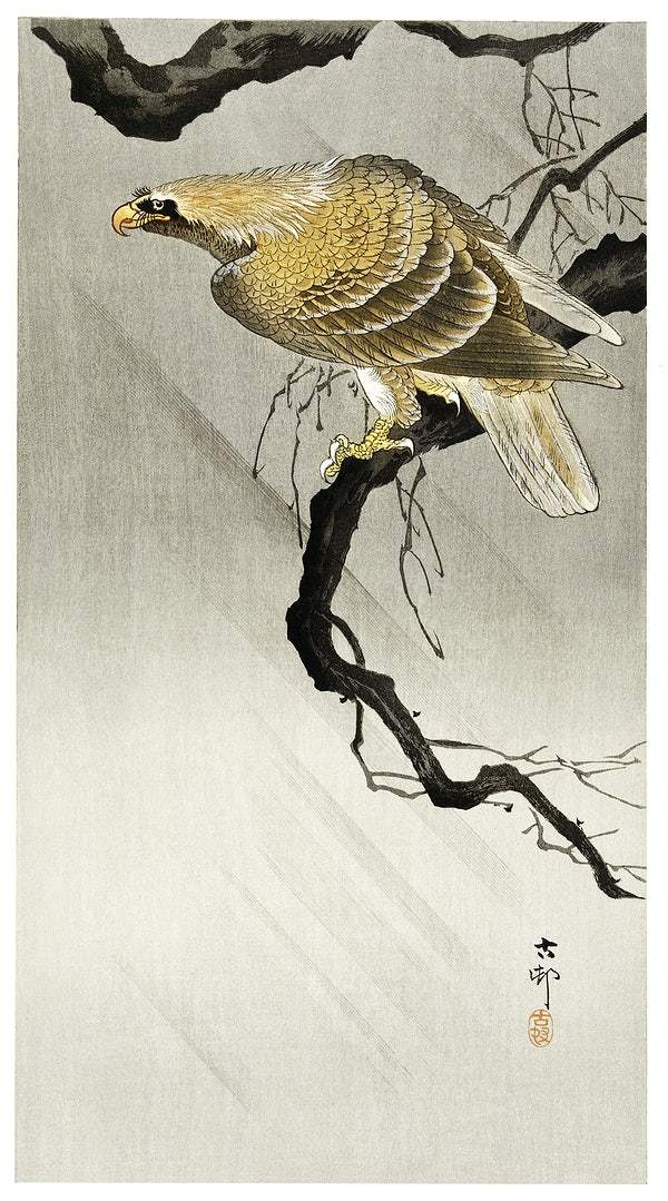 Eagle on branch (1900 - 1910) by Ohara Koson