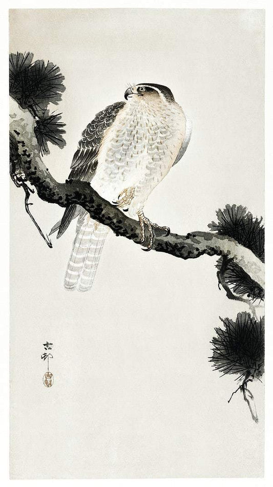 Hawk on pine branch (1900 - 1930) by Ohara Koson