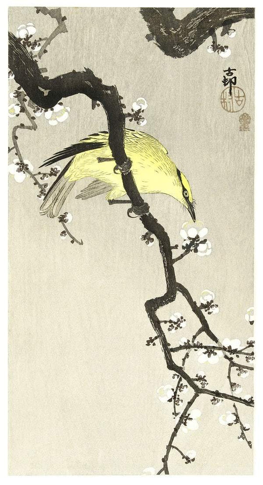 Chinese oriole on plum blossom branch (1900 - 1910) by Ohara Koson