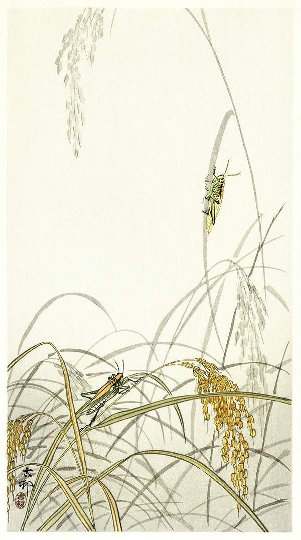 Grasshoppers on rice plants (1900 - 1936) by Ohara Koson