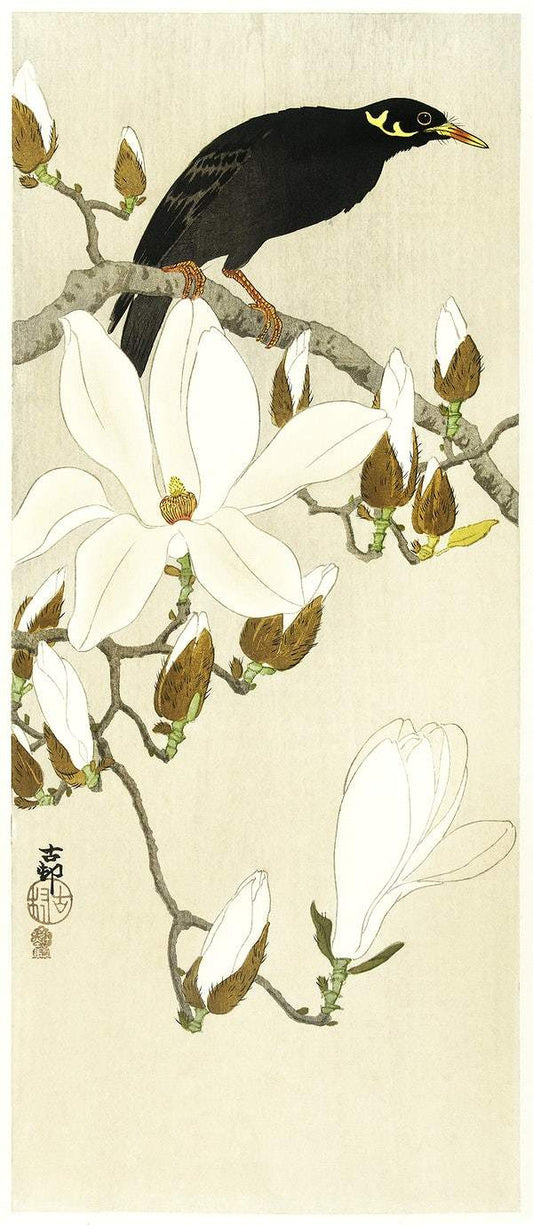 Myna on Magnolia Branch (1900 - 1910) by Ohara Koson