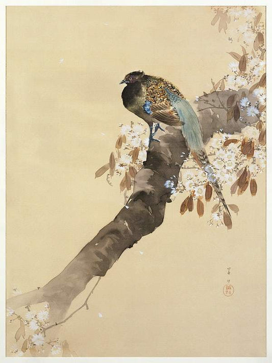 Pheasant on cherry blossom branch (1887-1945) by Ohara Koson