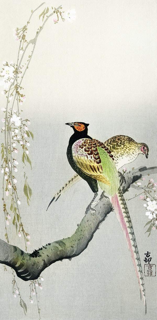 Couple pheasants and cherry blossom (1900 - 1936) by Ohara Koson