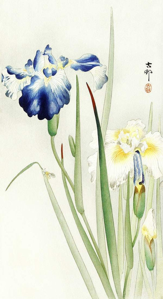 Irises (1900 - 1936) by Ohara Koson