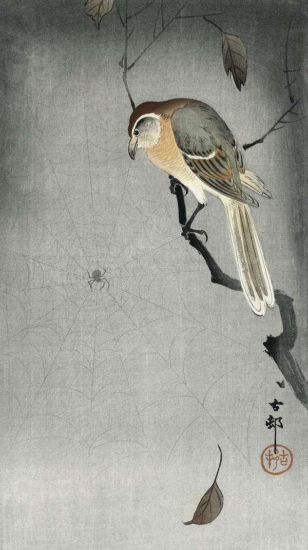 Buffalo wing shrike and spider (1900 - 1930) by Ohara Koson