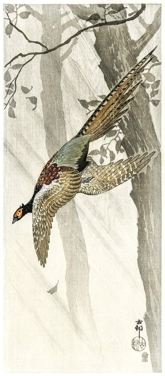 Flying pheasant (1900 - 1910) by Ohara Koson