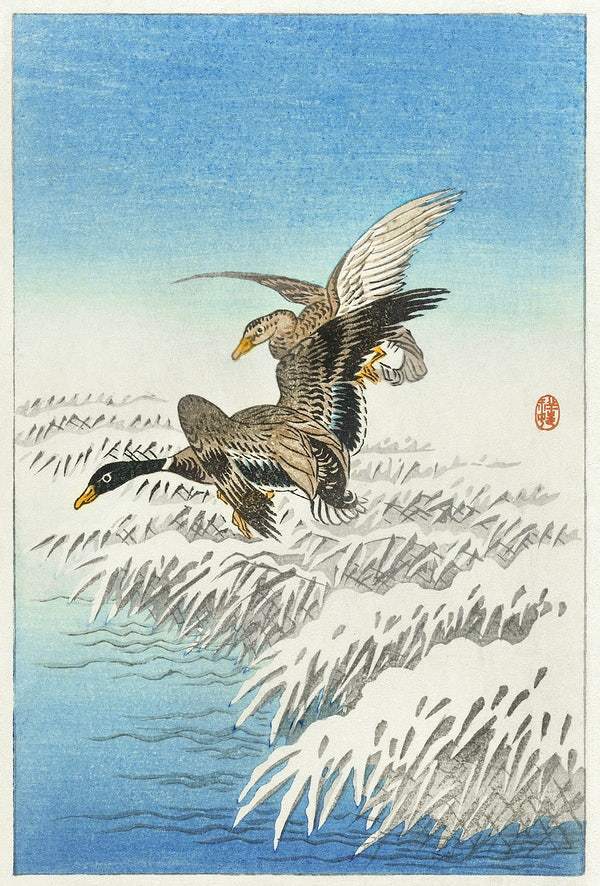 Pair of ducks flying over snowy reed collar (1900 - 1945) by Ohara Koson