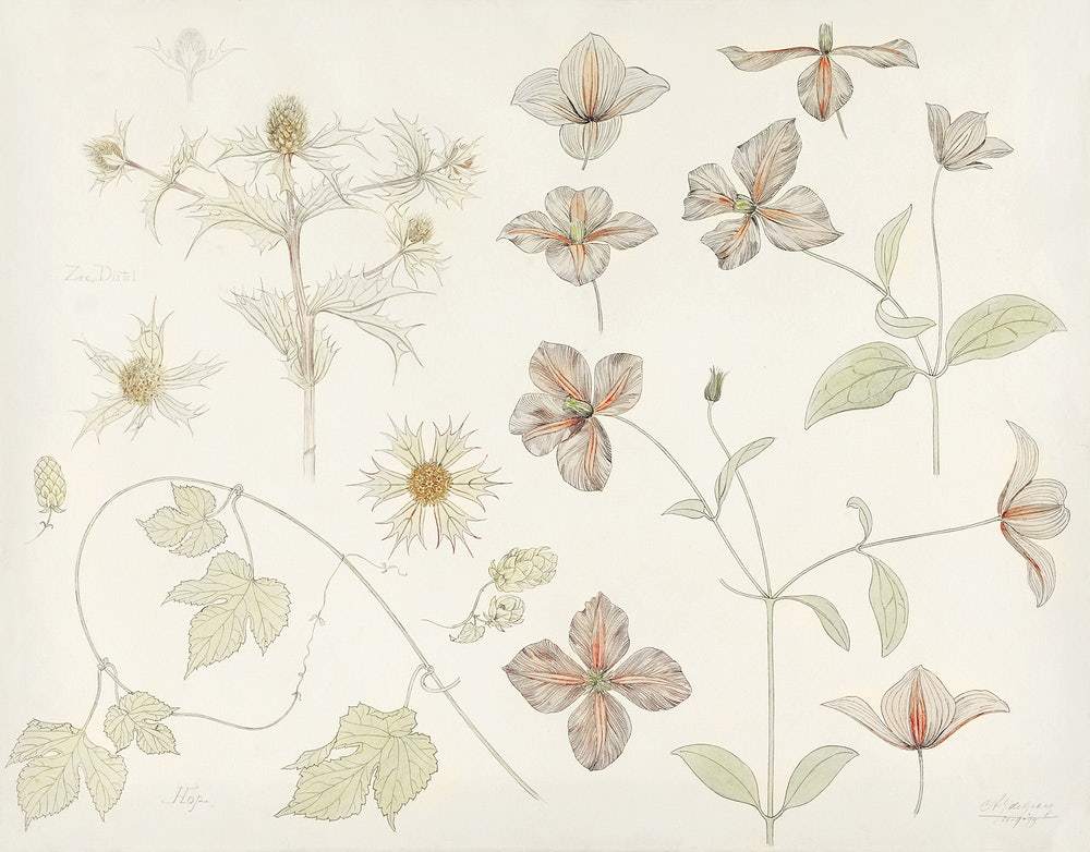 Study sheet with Sea Thistle, Hop and Clematis (1899) by Julie de Graag