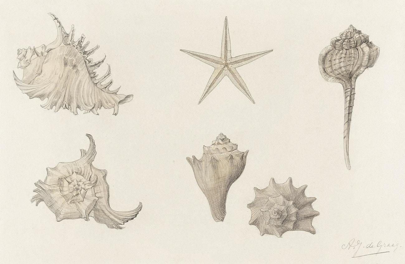 Shells by Julie de Graag