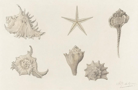 Shells by Julie de Graag