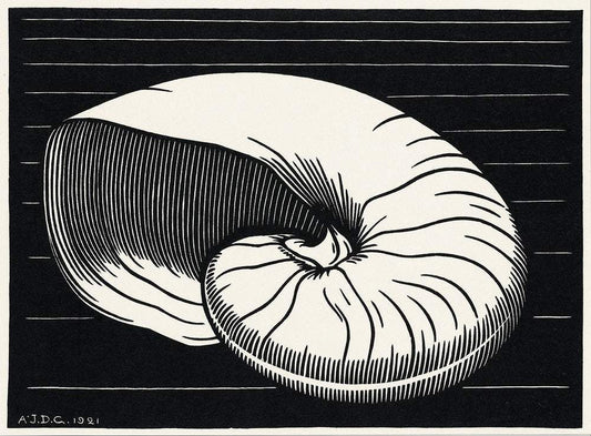 Shell (1921) by Julie de Graag