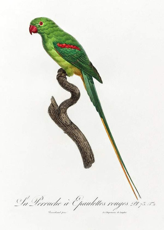 The Alexandrine Parakeet by Francois Levaillant (1801-05)