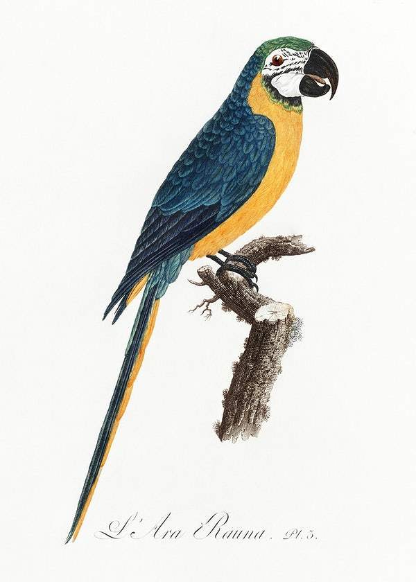 Blue-and-Yellow Macaw by Francois Levaillant (1801-05)