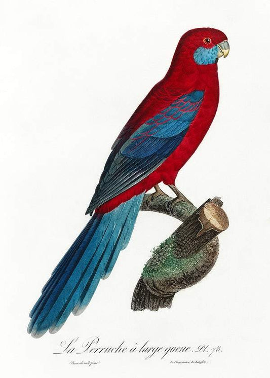 Crimson Rosella by Francois Levaillant (1801-05)