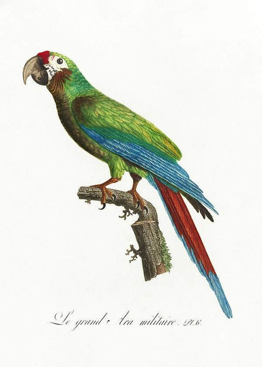 The Great Military Macaw by Francois Levaillant (1801-05)