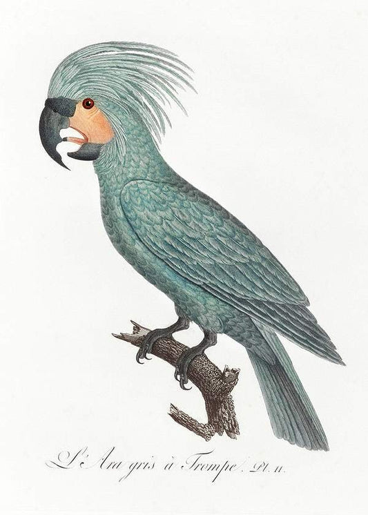 The Palm Cockatoo by Francois Levaillant (1801-05)