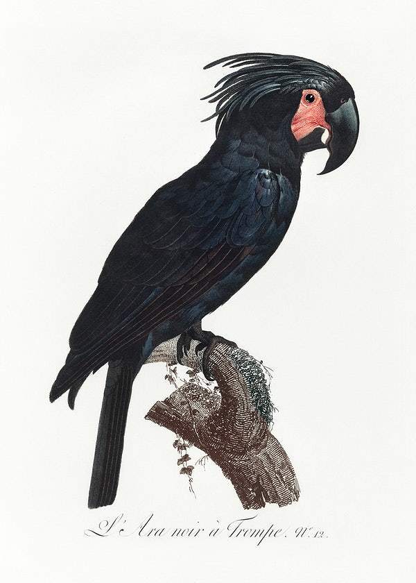 The Palm Cockatoo by Francois Levaillant (1801-05)