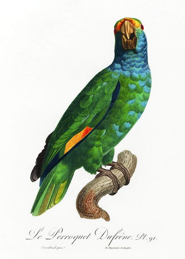 The Blue-Cheeked Amazon by Francois Levaillant (1801-05)