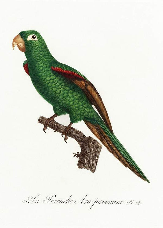 The Eclectus Parrot by Francois Levaillant (1801-05)