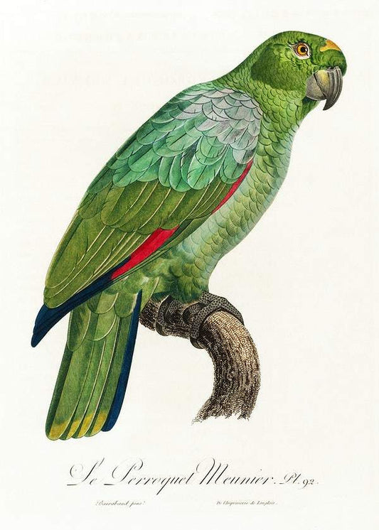 The Southern Mealy Amazon by Francois Levaillant (1801-05)