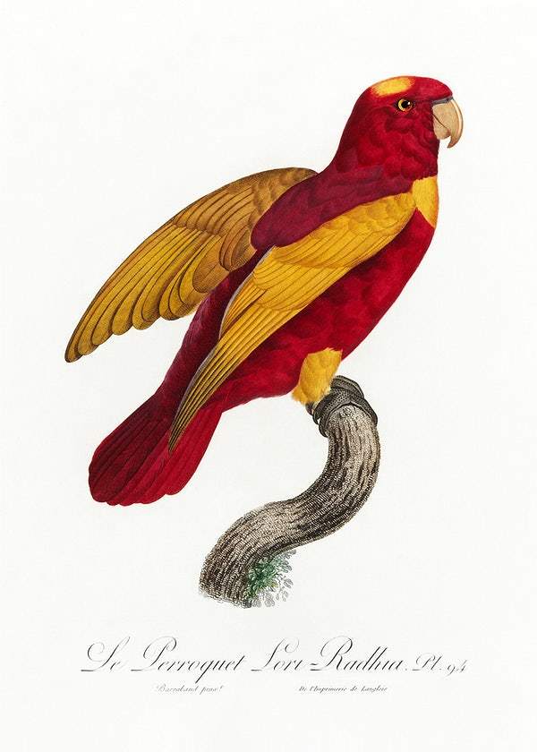 Red-and-Gold Lory by Francois Levaillant (1801-05)