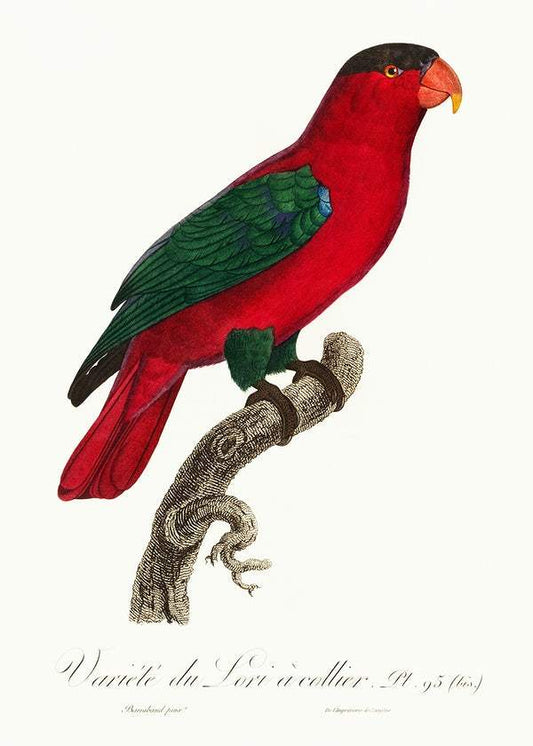 The Purple-Naped Lory by Francois Levaillant (1801-05)