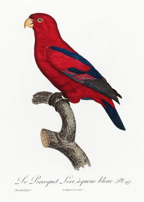 The Red Lory by Francois Levaillant (1801-05)