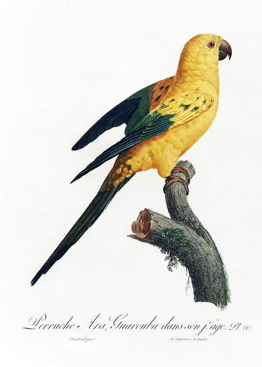 The Sun Parakeet by Francois Levaillant (1801-05)