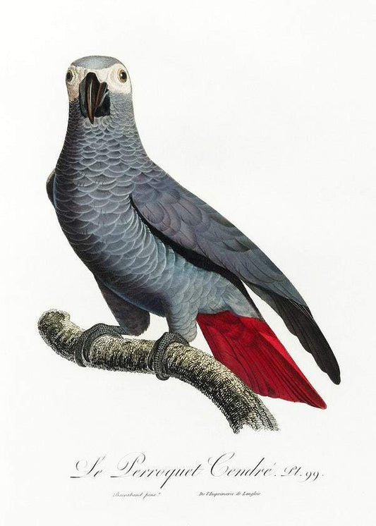 The Grey Parrot by Francois Levaillant (1801-05)