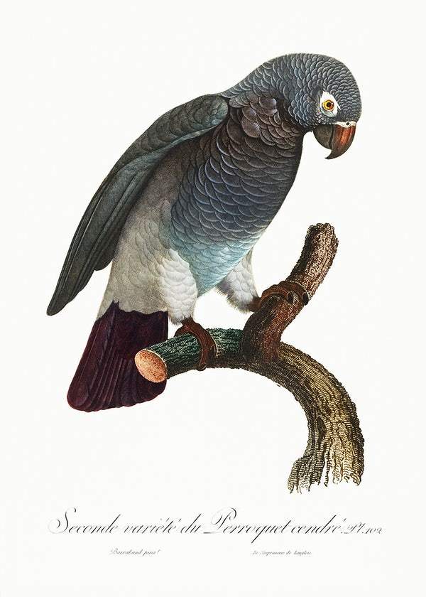 The Grey Parrot by Francois Levaillant (1801-05)