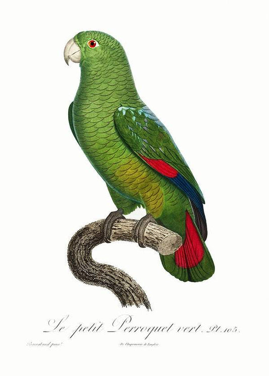 The Black-Billed Amazon by Francois Levaillant (1801-05)