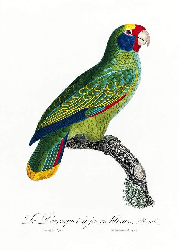 Red-and-Blue Amazon by Francois Levaillant (1801-05)