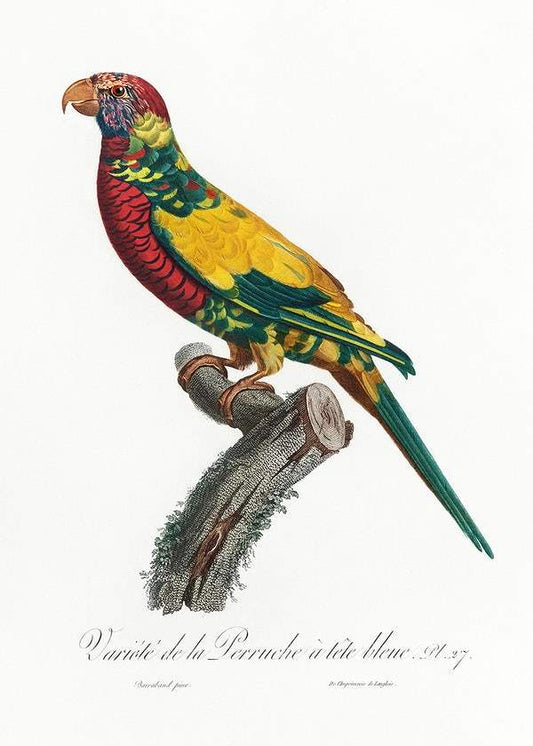 The Rainbow Lorikeet by Francois Levaillant (1801-05)