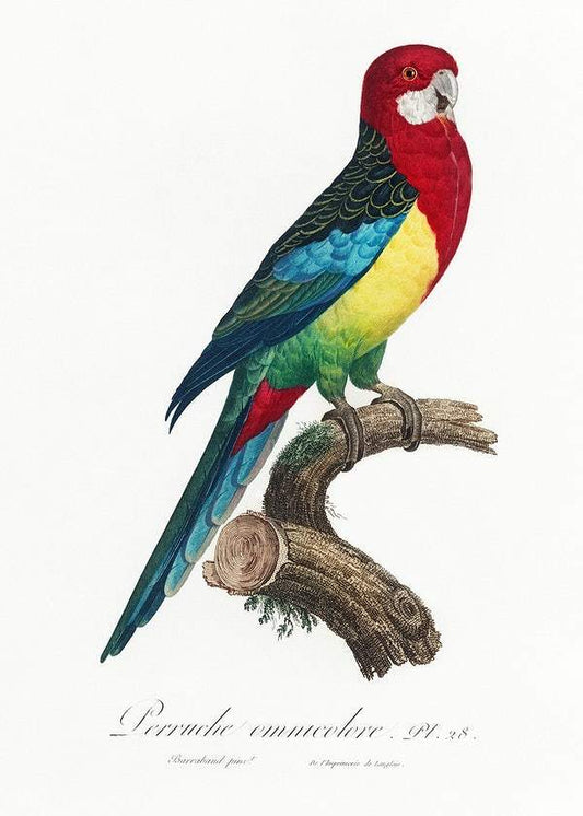 The Eastern Rosella by Francois Levaillant (1801-05)