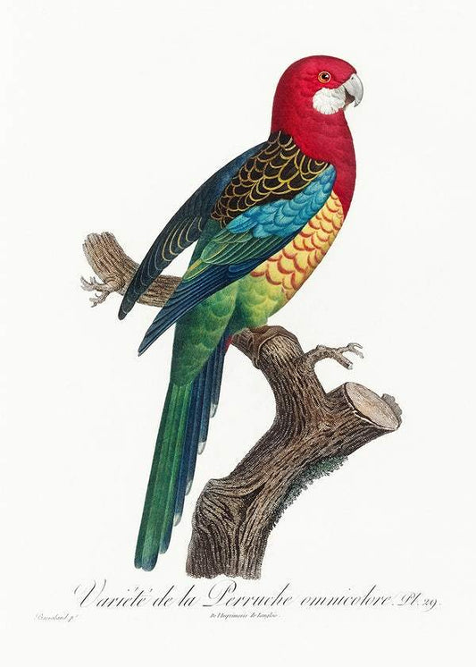 The Eastern Rosella by Francois Levaillant (1801-05)