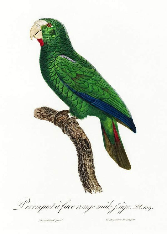 The Cuban Amazon by Francois Levaillant (1801-05)