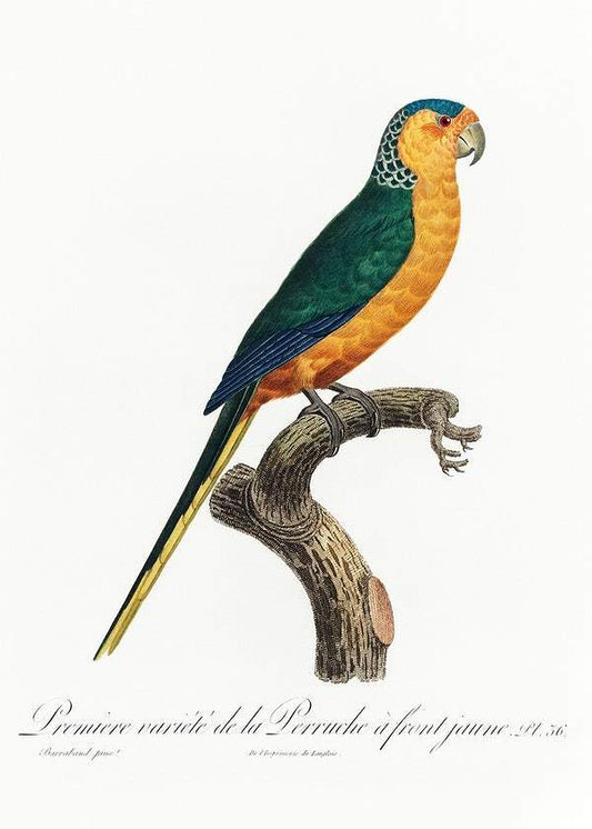 The Yellow-Fronted Parakeet by Francois Levaillant (1801-05)